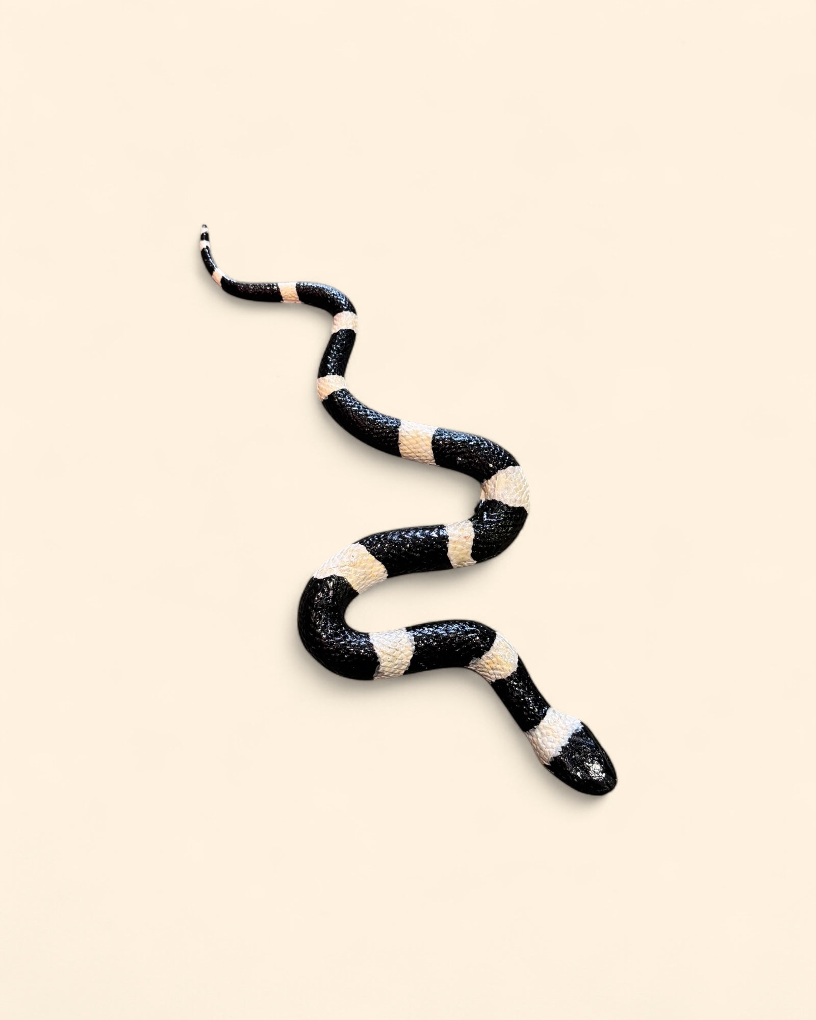Serpiente Coralillo Negra