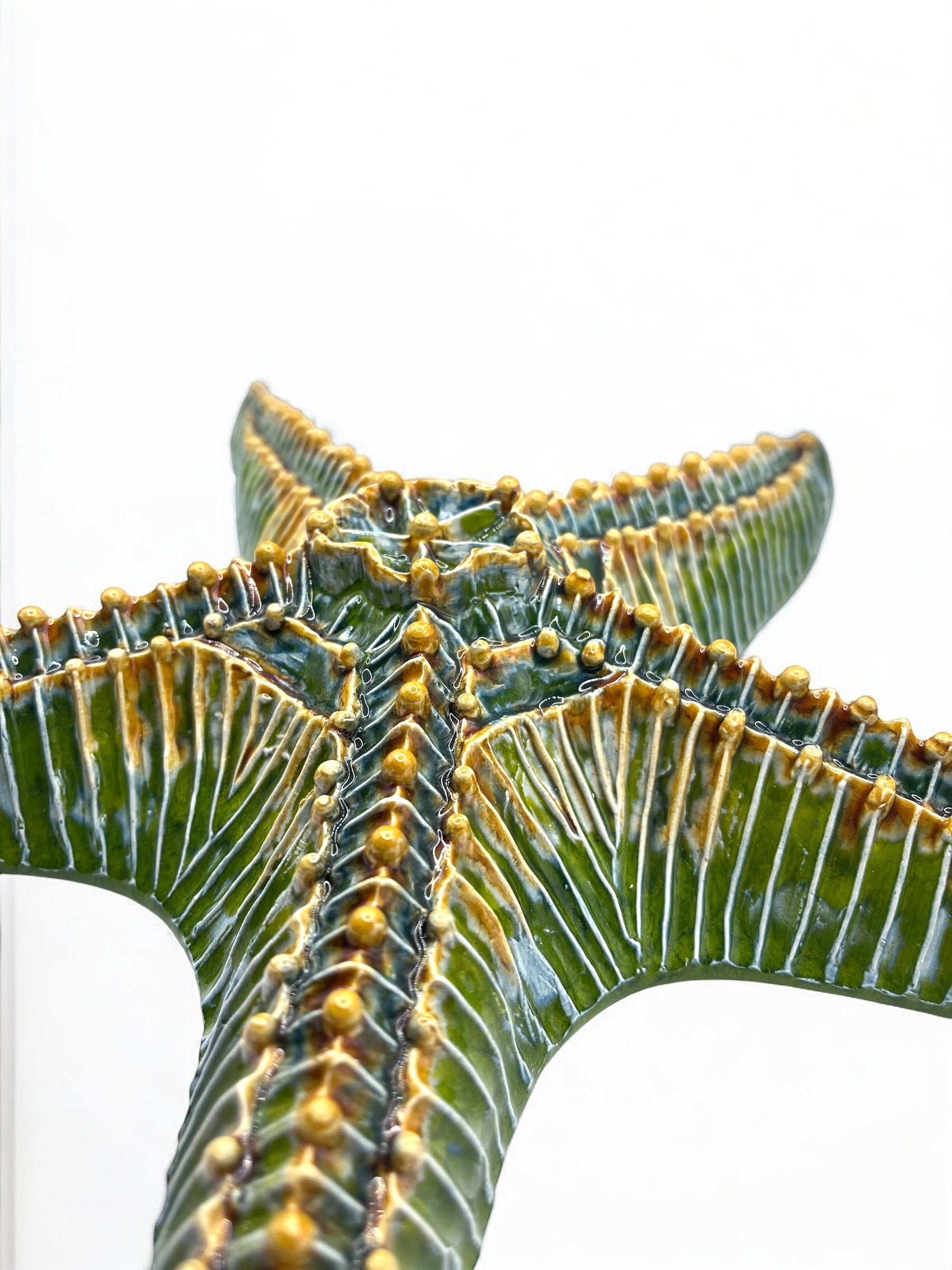Estrella de mar gigante verde