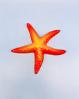 Estrella de mar naranja